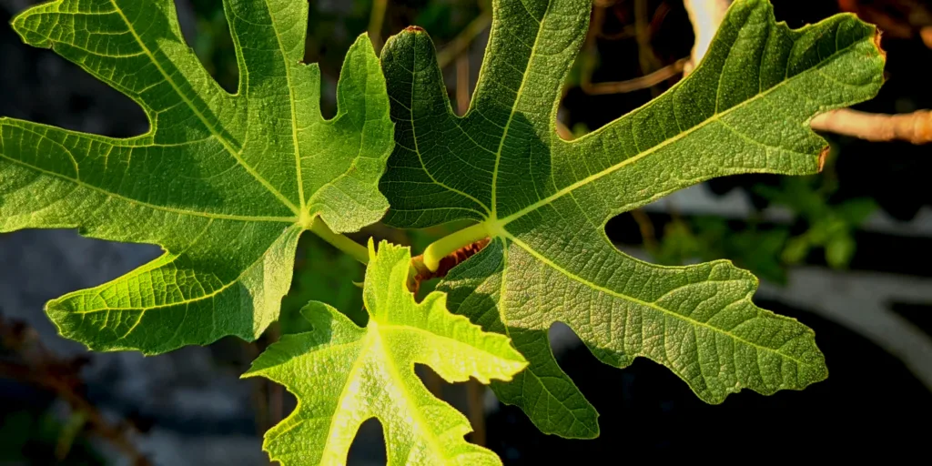 fikovnik-fika-ficus-carica-rostlinkovo