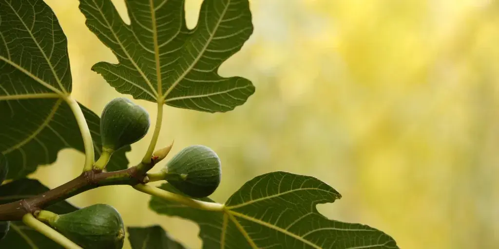fikovnik-ficus-carica-rostlinkovo