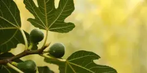 fikovnik-ficus-carica-rostlinkovo