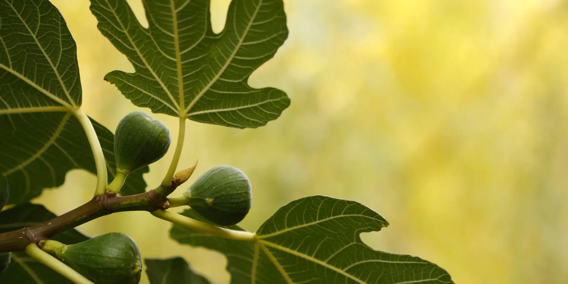 fikovnik-ficus-carica-rostlinkovo