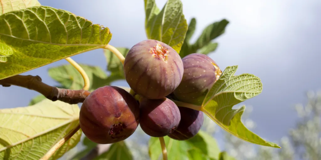 fikovnik-fika-ficus-carica-rostlinkovo