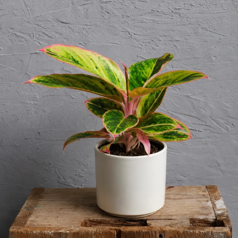 aglaonema-salmon-fantasy-rostlinkovo