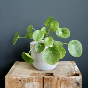 pilea-peperomioides-mojito-rostlinkovo