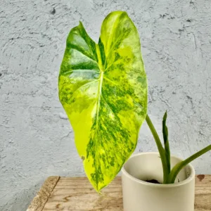alocasia-gageana-aurea-rostlinkovo