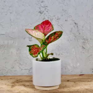 Aglaonema-red-valentine-barevna-rostlina-ruzova-kytka-rostlinkovo