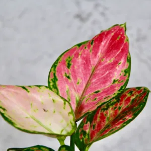 Aglaonema-red-valentine-barevna-rostlina-ruzova-kytka-rostlinkovo