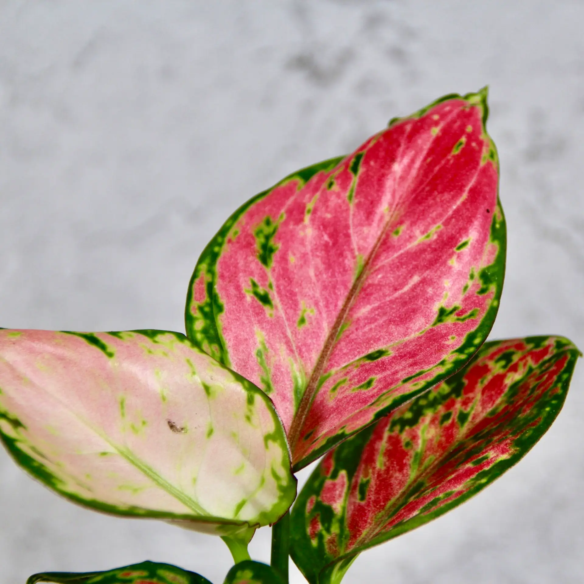 Aglaonema Red Valentine baby