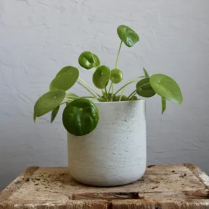 pilea-peperomioides-pokojovka-rostlinkovo