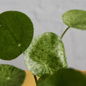 pilea-peperomioides-mojito-rostlinkovo