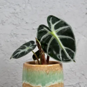 alocasia-balloon-heart-rostlinkovo