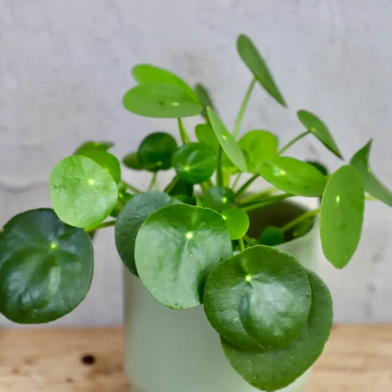 pilea-peperomioides-pokojovka-rostlinkovo pilea-peperomioides-pokojovka-rostlinkovo