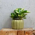 Peperomia-obtusifolia-green-gold-rostlinkovo