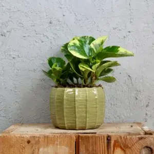 Peperomia-obtusifolia-green-gold-rostlinkovo