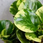 Peperomia-obtusifolia-green-gold-rostlinkovo