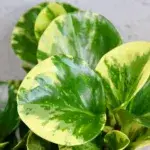 Peperomia-obtusifolia-green-gold-rostlinkovo