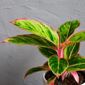 aglaonema-salmon-fantasy-rostlinkovo