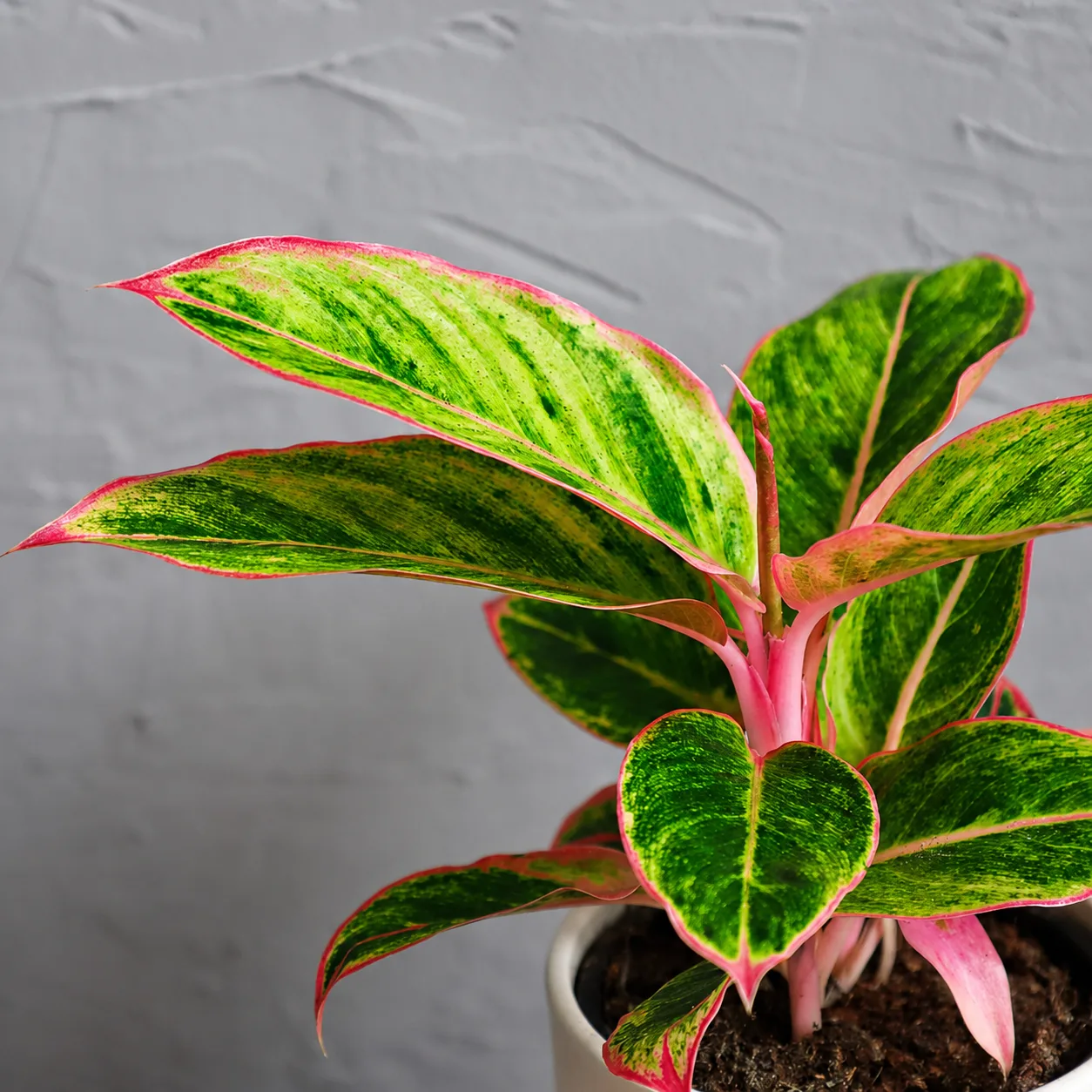 Aglaonema Salmon Fantasy