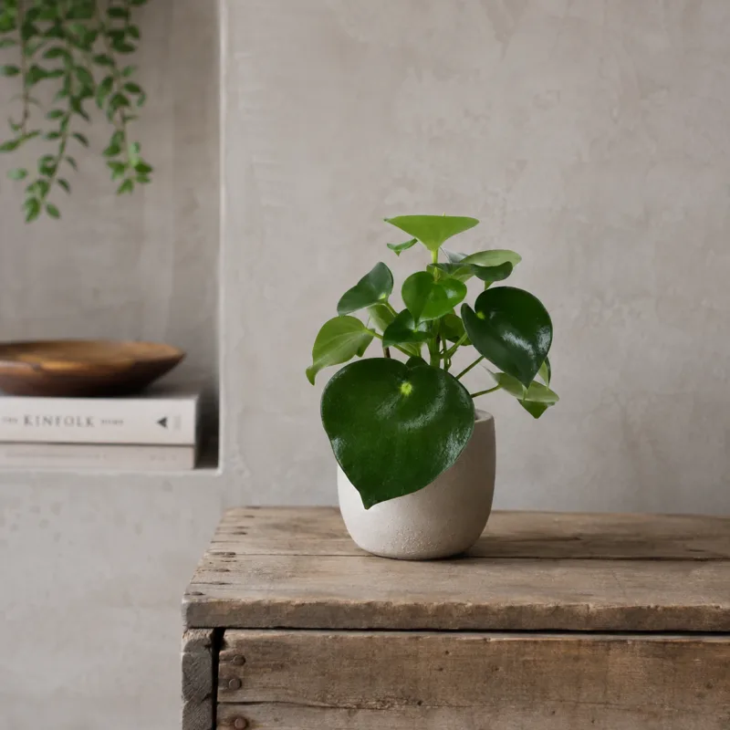 Peperomia-Raindrop-rostlinkovo