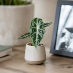 alocasia-mandalay-alokazie-rostlina-pokojovka-rostlinkovo