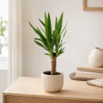 yucca-rostlinkovo