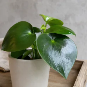 Peperomia-Raindrop-rostlinkovo
