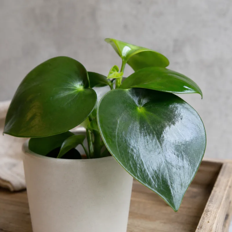 Peperomia-Raindrop-rostlinkovo Peperomia-Raindrop-rostlinkovo