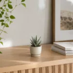 haworthia-big-band-sukulent-rostlina-pokojovka-rostlinkovo