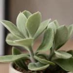 senecio-medley-woodii-sukulent-rostlina-rostlinkovo