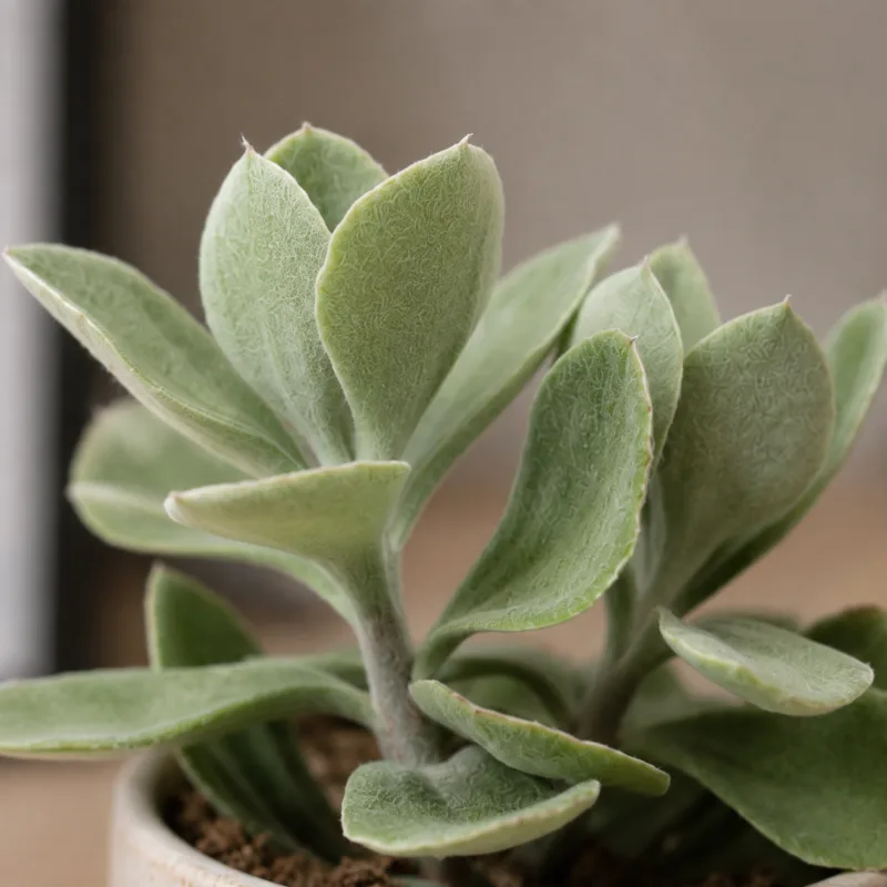 senecio-medley-woodii-sukulent-rostlina-rostlinkovo senecio-medley-woodii-sukulent-rostlina-rostlinkovo