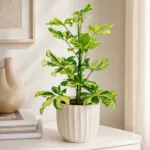 schefflera-arboricola-charlotte-panasovana-rostlina-rostlinkovo