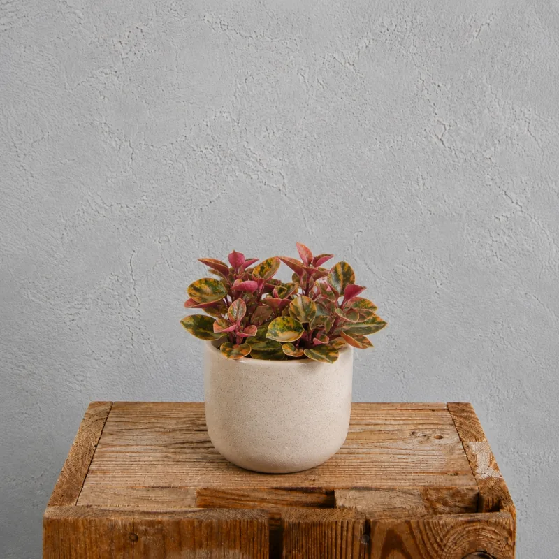 peperomia-creme-brulee-barevne-pokojovky-barevna-rostlina-rostlinkovo