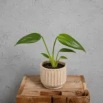 monstera-dilacerata-burle-marx-flame-rostlinkovo