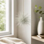 tillandsia-mini-silver-rostlinkovo
