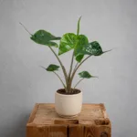 alocasia-stingray-rostlina-alokazie-rostlinkovo