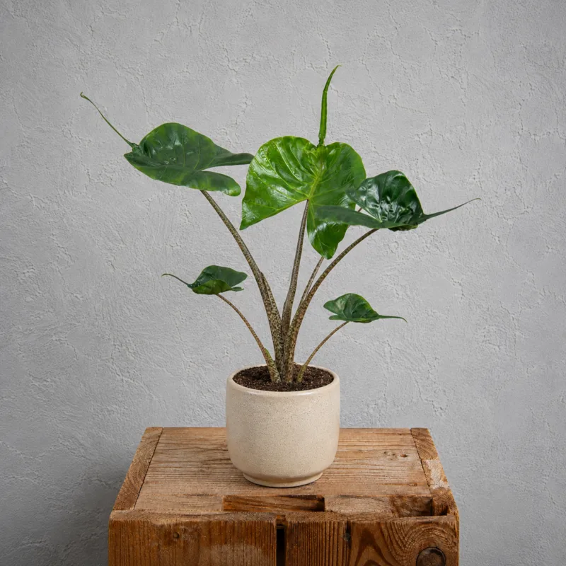 alocasia-stingray-rostlina-alokazie-rostlinkovo alocasia-stingray-rostlina-alokazie-rostlinkovo