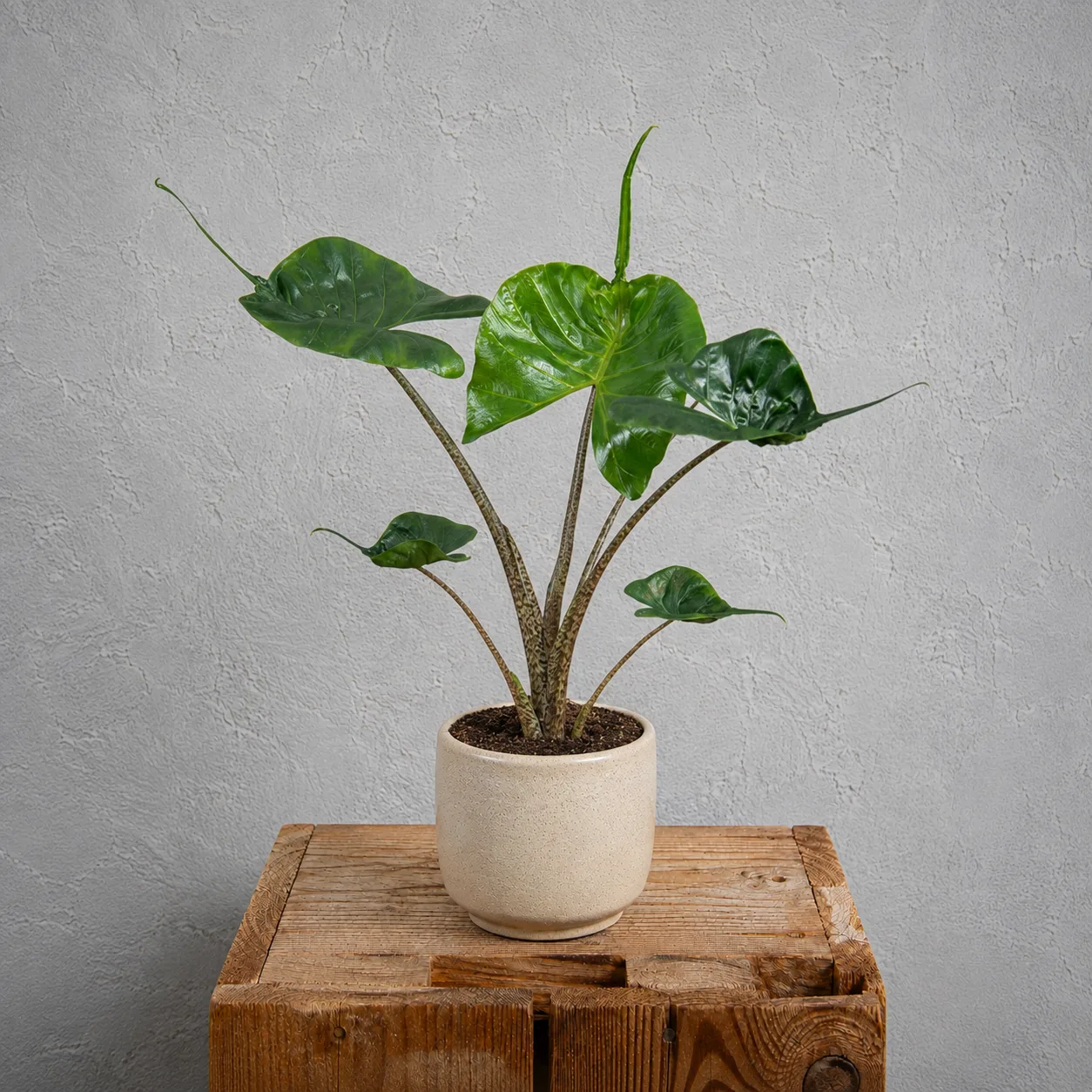 Alocasia macrorrhiza Stingray