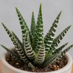 haworthia-big-band-sukulent-rostlina-pokojovka-rostlinkovo