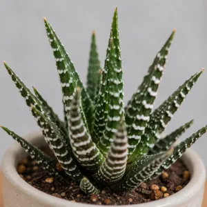 haworthia-big-band-sukulent-rostlina-pokojovka-rostlinkovo