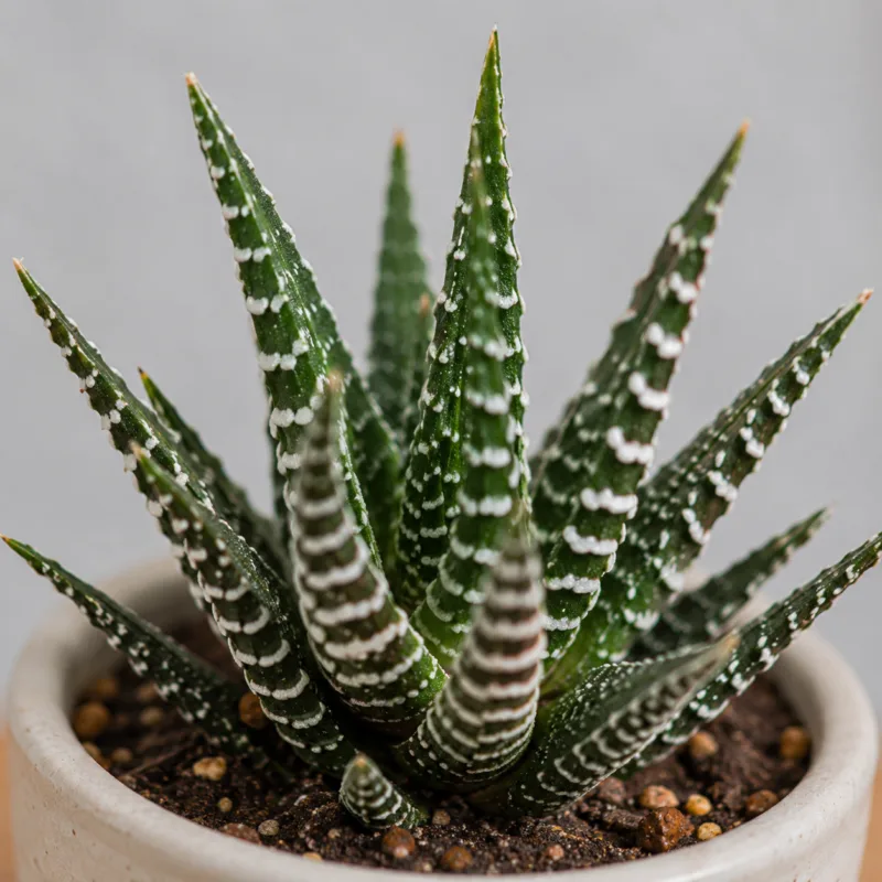 haworthia-big-band-sukulent-rostlina-pokojovka-rostlinkovo haworthia-big-band-sukulent-rostlina-pokojovka-rostlinkovo