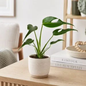 monstera-dilacerata-burle-marx-flame-rostlinkovo