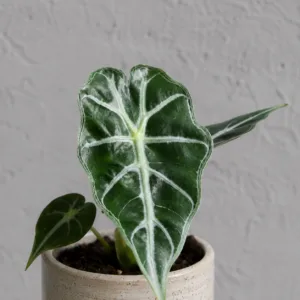 alocasia-mandalay-alokazie-rostlina-pokojovka-rostlinkovo