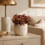 peperomia-creme-brulee-barevne-pokojovky-barevna-rostlina-rostlinkovo