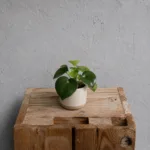 Peperomia-Raindrop-rostlinkovo