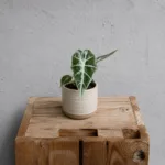 alocasia-mandalay-alokazie-rostlina-pokojovka-rostlinkovo