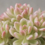 sedum-alice-evans-variegata-sukulent-rostlinkovo