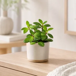 peperomia-pereskiifolia-pokojova-rostlina-rostlinkovo