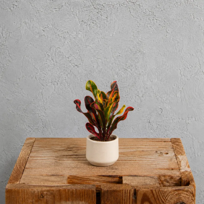 codiaeum-variegatum-mammi-barevna-rostlina-pokojovka-rostlinkovo