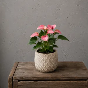 anthurium-andraeanum-matata-kytka-ruzova-pokojovka-rostlinkovo
