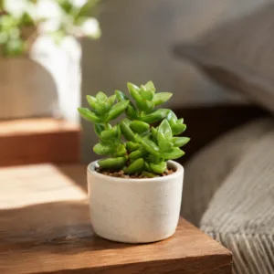 crassula-perforata-dark-green-pokojova-rostlina-pokojovka-sukulent-rostlinkovo