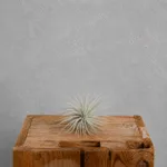 tillandsia-mini-silver-rostlinkovo